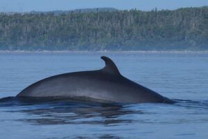 Heartwarming Rescue: 30 Beached Pilot Whales Saved Using Bed Sheets
