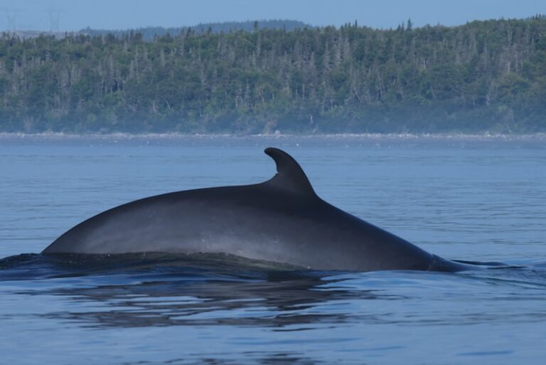 Heartwarming rescue: 30 beached pilot whales saved with bed sheets in New Zealand. Read the uplifting story now!