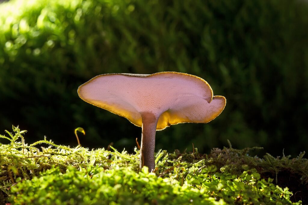 traditional mushrooms