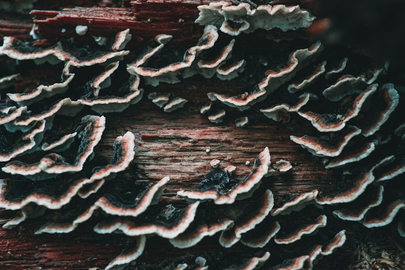 turkey tail mushroom