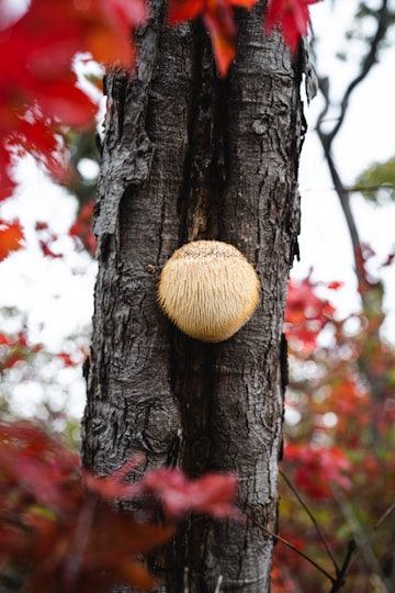 Lion's Mane mushroom