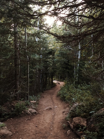 Utah forest