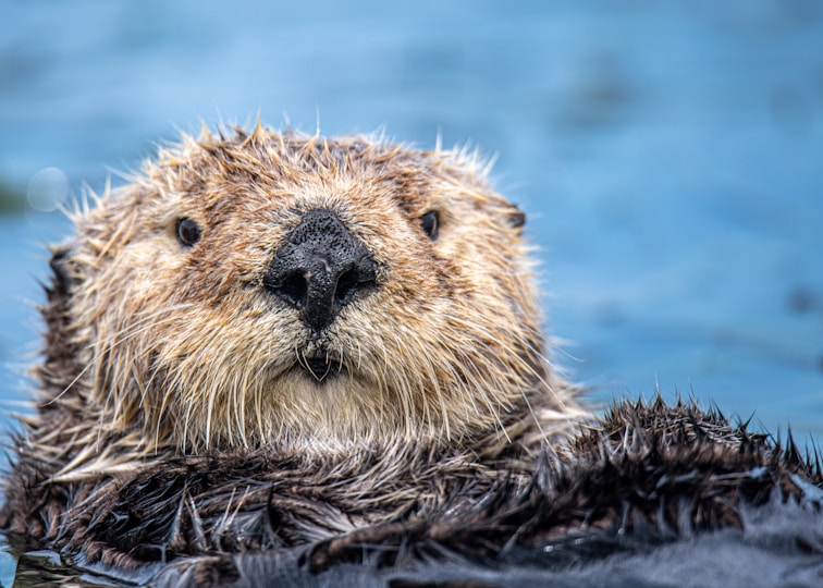 beaver builds dam in Czech Republic saves government $1.2 million