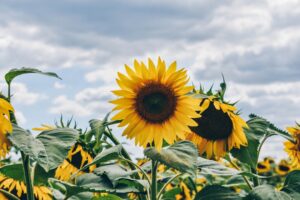 25 Bright Sunflower Quotes