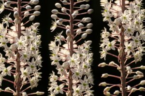 20 Quotes About Blooming and Growth