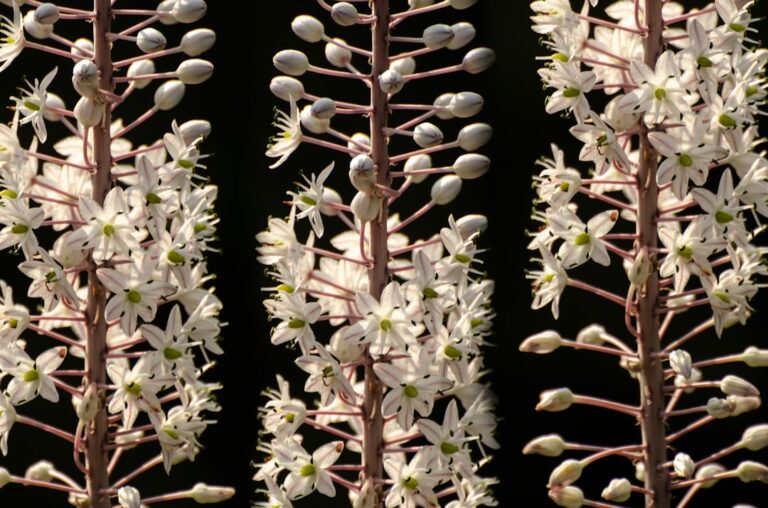 20 Quotes About Blooming and Growth