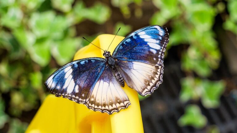 30 Beautiful Butterfly Quotes