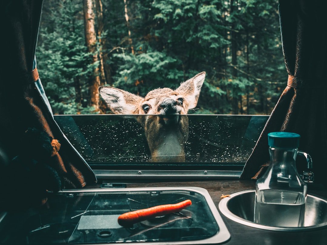 20 Quotes About Camping and Adventure