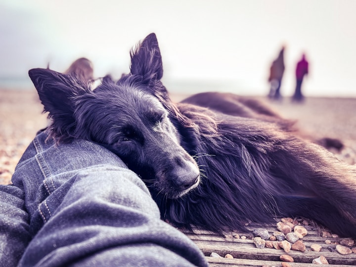 25 Quotes About Loyalty