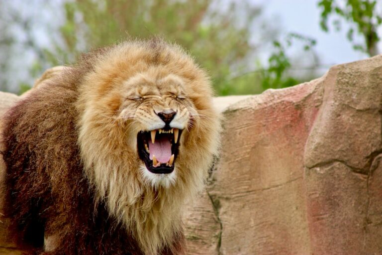 25 Lion Quotes About Strength
