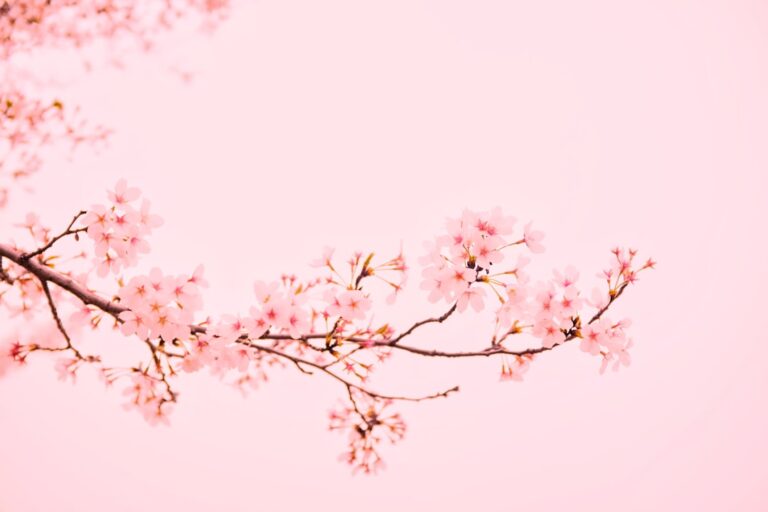 20 Pink Quotes for Positivity