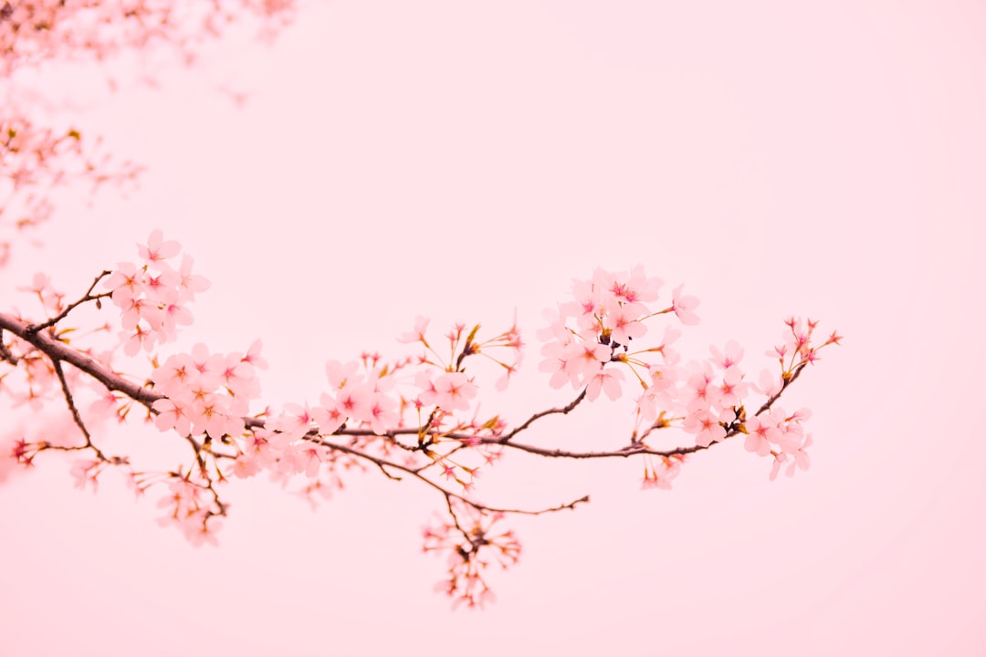 20 Pink Quotes for Positivity