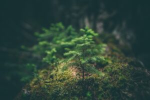 25 Nature Quotes for Connection
