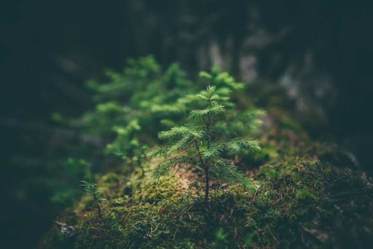 quotes for nature connection