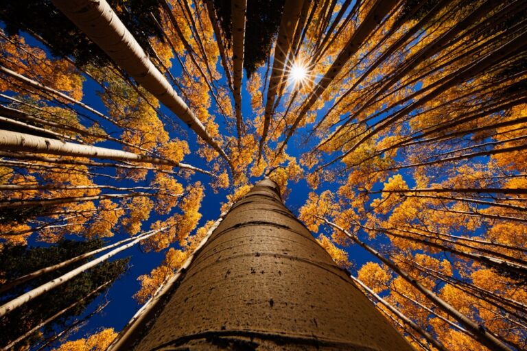 25 Quotes About Trees and Nature