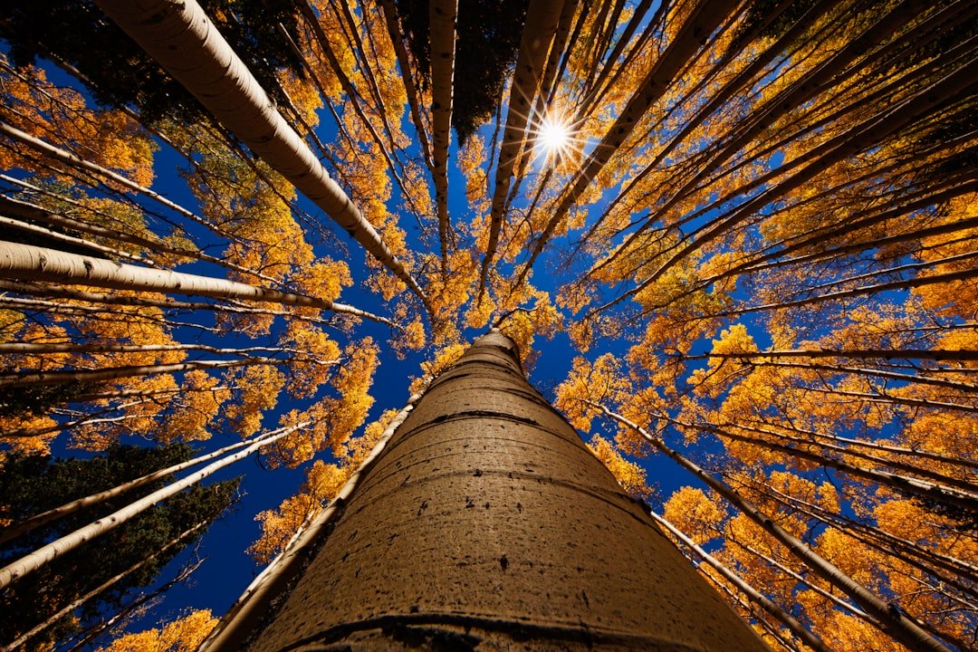 25 Quotes About Trees and Nature