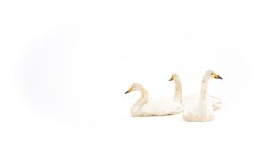 20 Strategies for Overcoming Negative Thinking