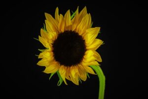12 Habits of Optimistic People