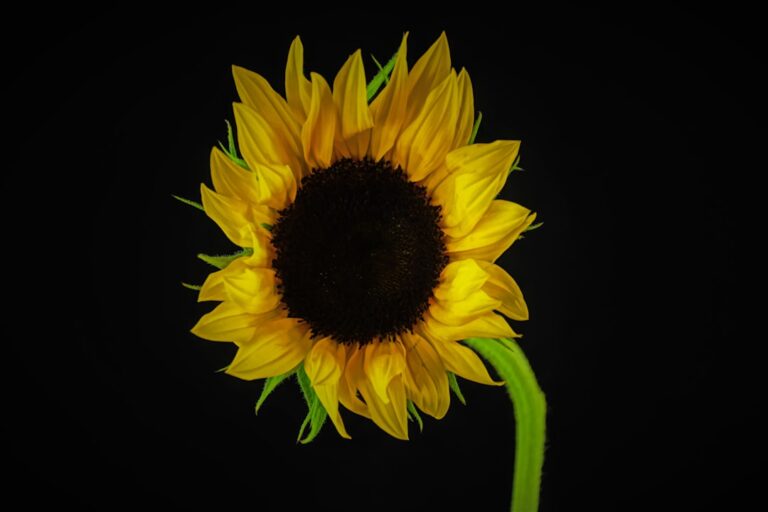 12 Habits of Optimistic People