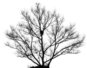 20 Decision Tree Methods