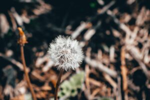 15 Breaking Free from Victim Mentality