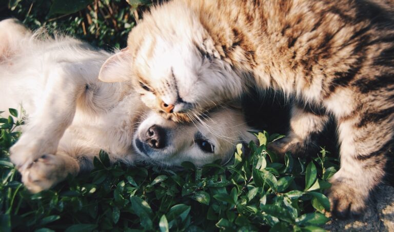 20 Pet Care Hacks for Dog Owners