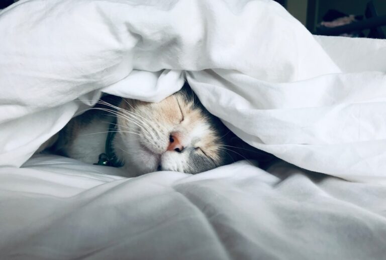 25 Sleep Optimization Techniques