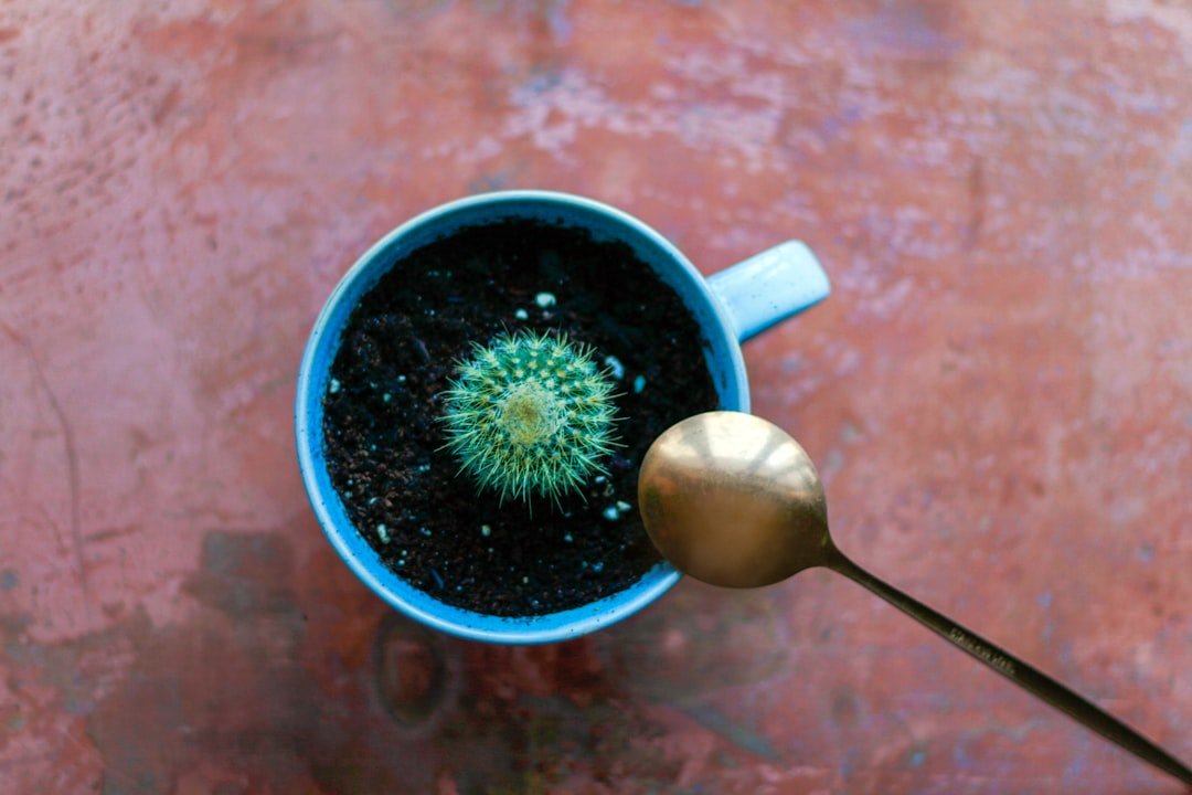 10 Ideas for Minimalist Gardening