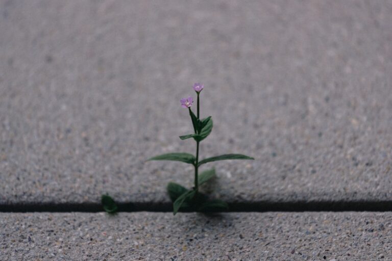 30 Quotes About Resilience Daily