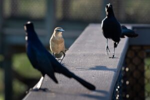 20 Strategies for Attitude Resilience