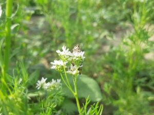 10 Hacks for Garden Care