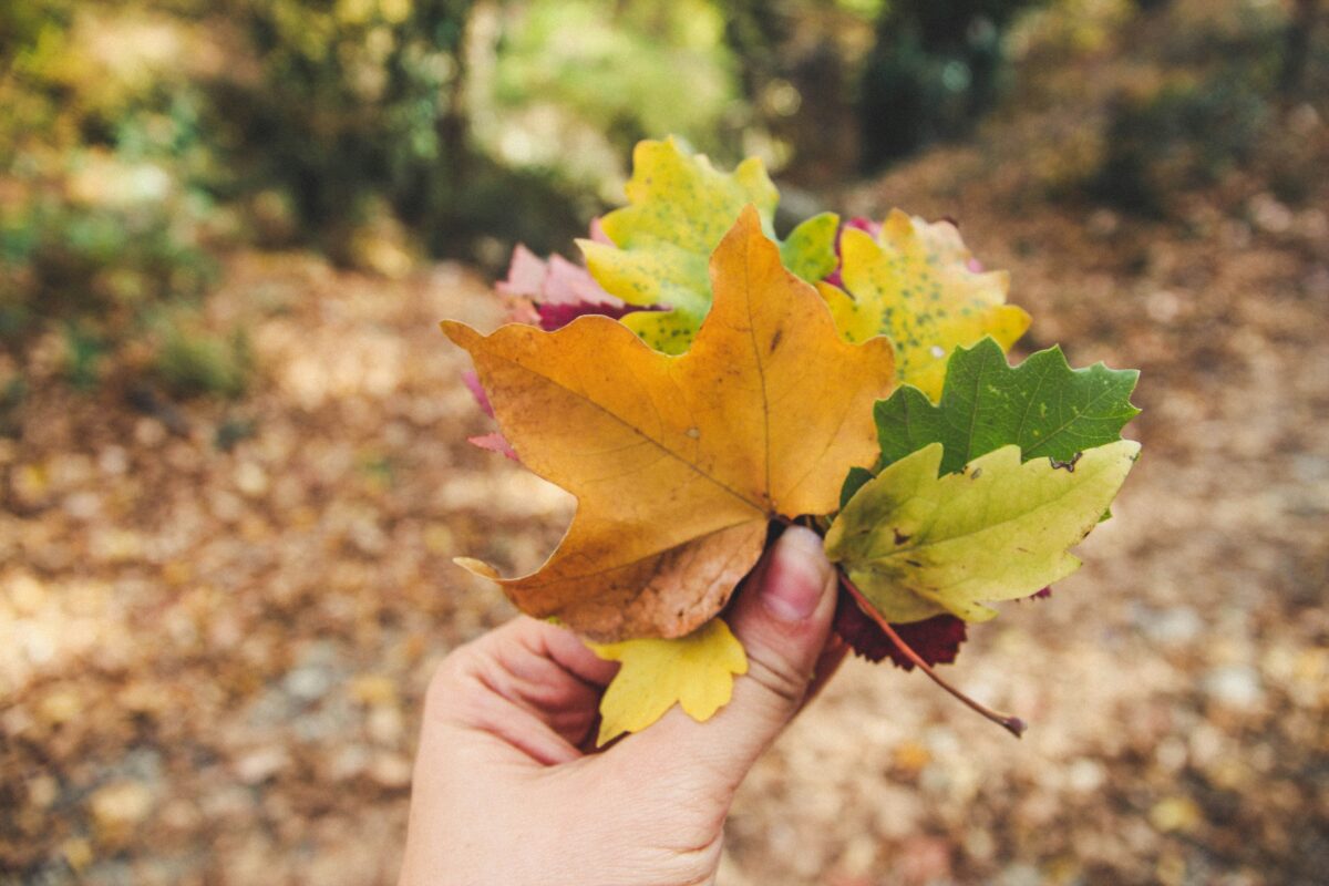 Personal Growth Lessons from Autumn Reflections