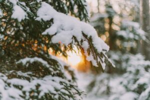Unexpected Benefits of Darker Days Revealed
