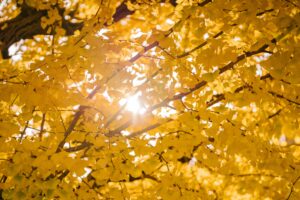 Scientists Reveal How Fall Actually Changes Your Brain