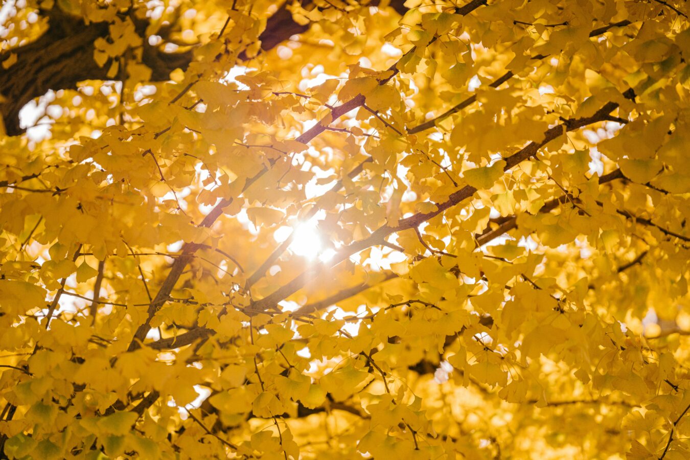 Scientists Reveal How Fall Actually Changes Your Brain