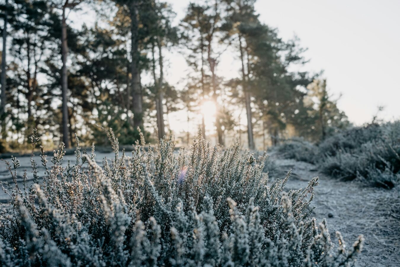 Nordic Countries' Approach to Dark Season Happiness