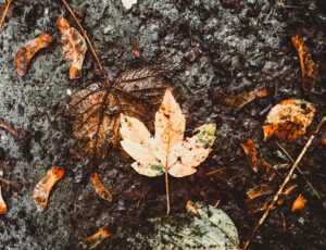 15 Quotes on Fall Reflection and Renewal