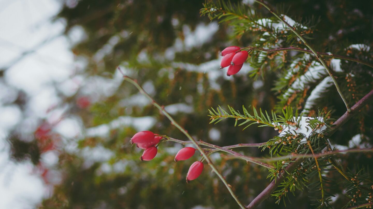 20 Quotes on Seasonal Joy and Wonder