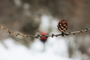15 Quotes for Inspiring Winter Resilience