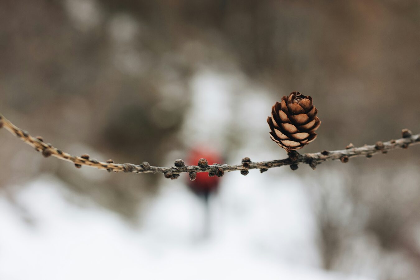 15 Quotes for Inspiring Winter Resilience