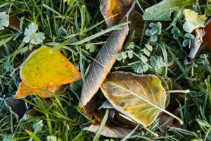 10 Self-Improvement Ideas for Fall Renewal
