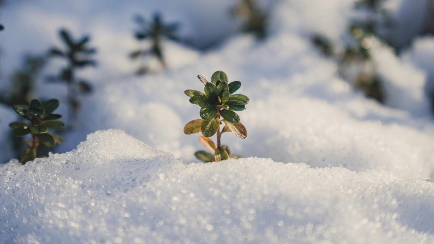 15 Quotes on New Year Strength